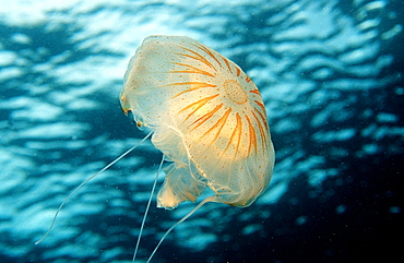 Jellyfish, Rhizostoma pulmo, Spain, Mediterranean Sea, Costa Brava