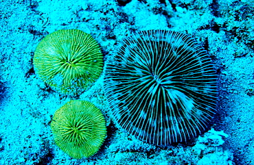 Fluoresce Mushroom coral, Coral fluorescenc, Ctenactis echinata, Indonesia, Indian Ocean, Komodo National Park