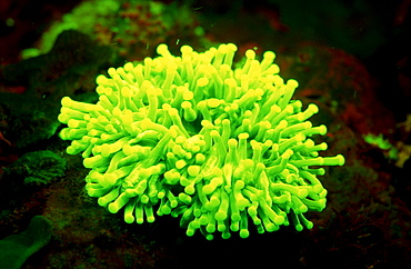 Fluoresce Anemone, Coral fluorescenc, Indonesia, Indian Ocean, Komodo National Park