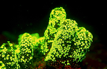 Fluoresce hard coral, Coral fluorescenc, Indonesia, Indian Ocean, Komodo National Park