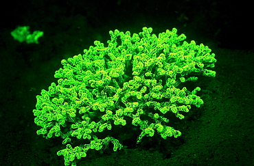 Fluoresce hard coral, Coral fluorescenc, Indonesia, Indian Ocean, Komodo National Park