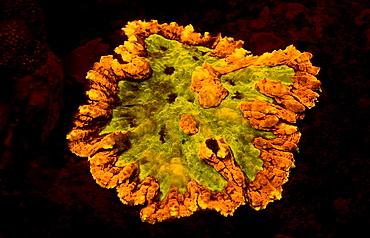 Fluoresce hard coral, Coral fluorescenc, Indonesia, Indian Ocean, Komodo National Park