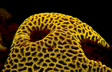 Fluoresce hard coral, Coral fluorescenc, Indonesia, Indian Ocean, Komodo National Park