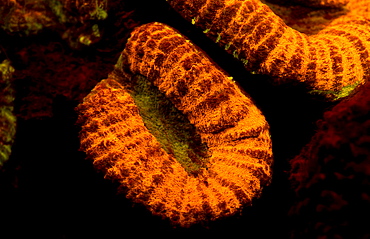 Fluoresce hard coral, Coral fluorescenc, Indonesia, Indian Ocean, Komodo National Park