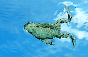 Toad, Bufo bufo, Germany, Bavaria