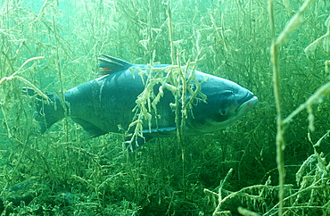 grass carp, Ctenopharyngodon idella, Germany, Bavaria