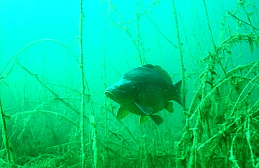 carpe, Cyprinus carpio, Germany, Bavaria