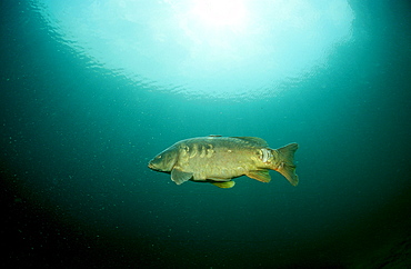 carpe, Cyprinus carpio, Germany, Bavaria