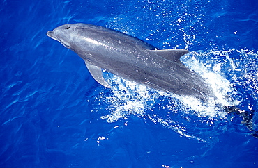 bottlenose dolphin, Tursiops truncatus,