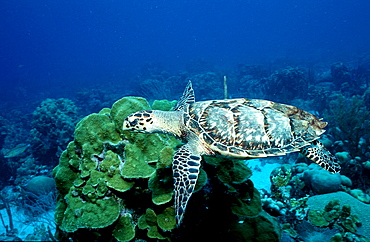 Hawksbill Turle and Coral Reef, Eretmochelys imbricata, Curacao, Caribbean Sea, Netherlands antilles