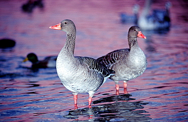 goose, grey goose, Anser anser, Germany, Bavaria, Munich, Isar