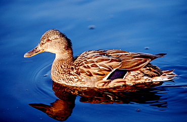 duck, Anas platyrhynchos, Germany, Bavaria, Munich, Isar