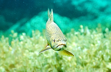 brook trout, Salvelinus fontinalis, Germany, Bavaria