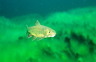 brook trout, Salvelinus fontinalis, Germany, Bavaria