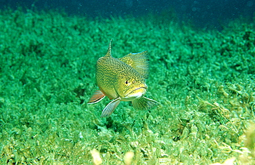 brook trout, Salvelinus fontinalis, Germany, Bavaria