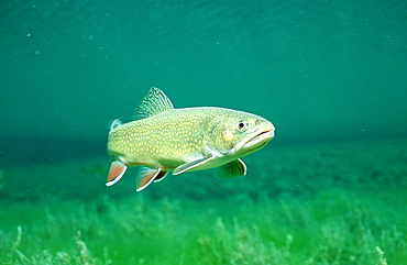 brook trout, Salvelinus fontinalis, Germany, Bavaria