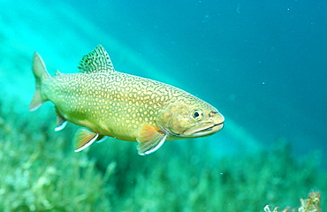 brook trout, Salvelinus fontinalis, Germany, Bavaria