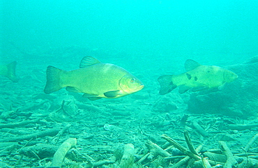 tench, Tinca tinca, Germany, Bavaria