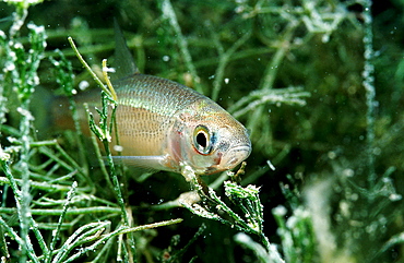 spirlin, Alburnoides bipunctatus, Germany, Bavaria