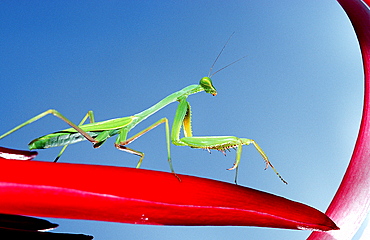 Praying mantis, Mantidae, Bahamas, Caribbean Sea, Cat Island