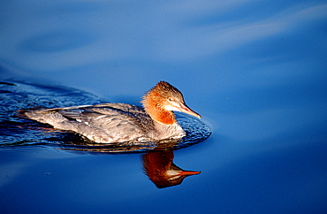 Goosander, Germany, Bavaria