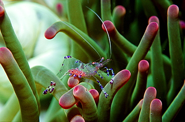 shrimp in anemone, Periclimenes tosaensis, Australia, Pacific Ocean, Great Barrier Reef