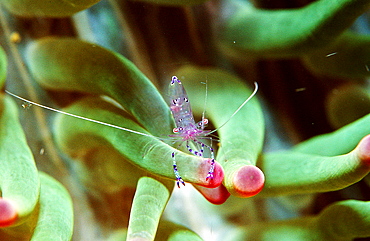 shrimp in anemone, Periclimenes tosaensis, Australia, Pacific Ocean, Great Barrier Reef