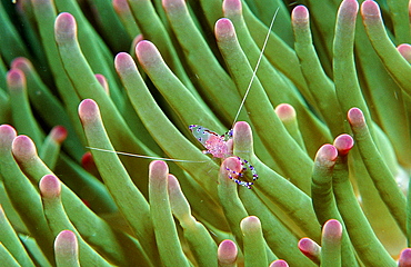 shrimp in anemone, Periclimenes tosaensis, Australia, Pacific Ocean, Great Barrier Reef