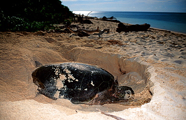 Green sea turtle, green turtle digs a hole on the beach, Chelonia mydas, Malaysia, Pazifik, Pacific ocean, Borneo, Sipadan