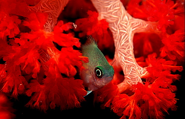 Spiny chromis, Acanthochromis polycanthus, Palau, Pacific ocean