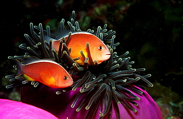 Skunk anemonefish, Amphiprion sandaracinos, Burma, Myanmar, Birma, Indian ocean, Andaman sea