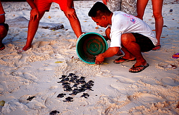 Baby Green sea turtle, green turtle, turtle release, Chelonia mydas, Malaysia, Pazifik, Pacific ocean, Borneo, Sipadan