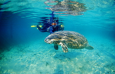 West Indian manatee (Trichechus manatus latirostris) and skin divers, Crystal River, Florida, United States of America, North America