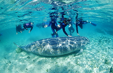 West Indian manatee (Trichechus manatus latirostris) and skin divers, Crystal River, Florida, United States of America, North America