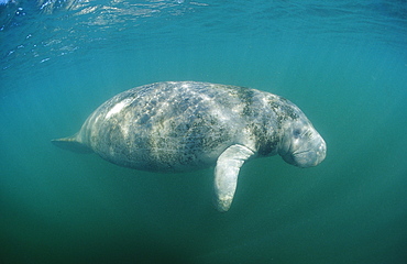 West Indian manatee (Trichechus manatus latirostris), Crystal River, Florida, United States of America, North America