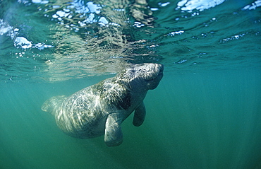 West Indian manatee (Trichechus manatus latirostris), Crystal River, Florida, United States of America, North America