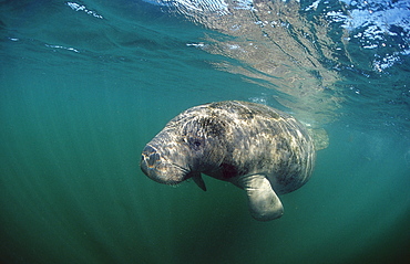 West Indian manatee (Trichechus manatus latirostris), Crystal River, Florida, United States of America, North America