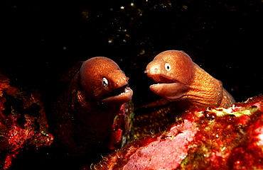 White-eyed moray, Siderea thyrsoidea, Burma, Myanmar, Birma, Indian ocean, Andaman sea