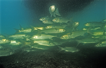 White mullet (Mugil curema), Crystal River, Florida, United States of America, North America