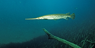 Longnosed gar (Lepisoteus osseus), Florida, United States of America, North America