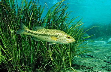 Largemouth bass (Micropterus salmoides), Florida, United States of America, North America