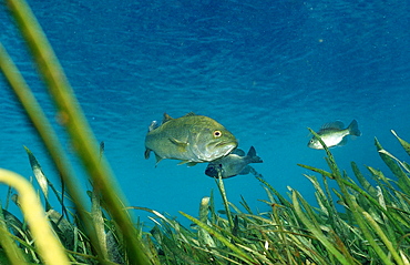 Largemouth bass (Micropterus salmoides), Florida, United States of America, North America