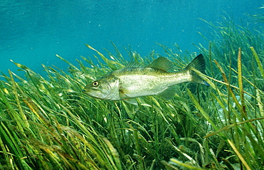 Largemouth bass (Micropterus salmoides), Florida, United States of America, North America