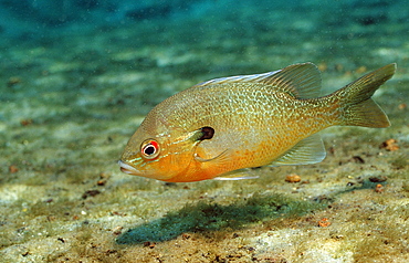 Redbreast sunfish (Lepomis auritus), Florida, United States of America, North America