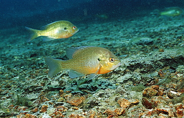 Redbreast sunfish (Lepomis auritus), Florida, United States of America, North America