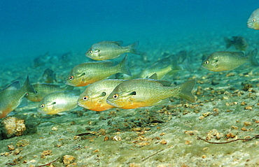 Redbreast sunfish (Lepomis auritus), Florida, United States of America, North America