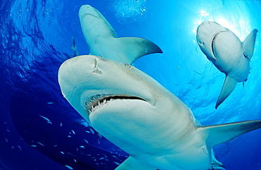 Lemon sharks (Negaprion brevirostris), Grand Bahama Island, Bahamas, Atlantic Ocean, Central America