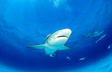 Lemon shark (Negaprion brevirostris), Grand Bahama Island, Bahamas, Atlantic Ocean, Central America