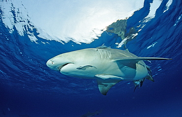 Lemon shark (Negaprion brevirostris), Grand Bahama Island, Bahamas, Atlantic Ocean, Central America