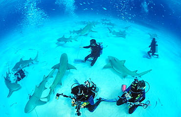 Lemon sharks (Negaprion brevirostris) and underwater photographer, Grand Bahama Island, Bahamas, Atlantic Ocean, Central America